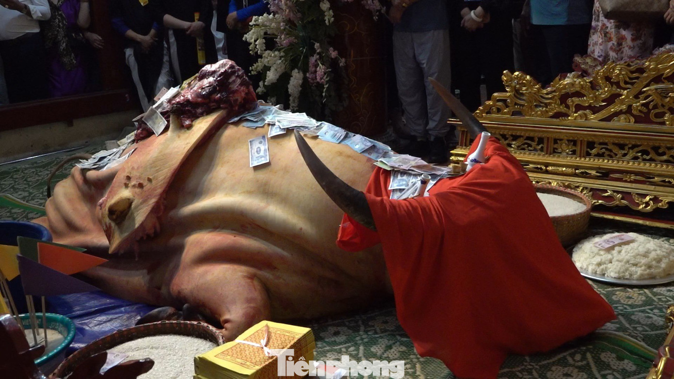 Theo ban quản lý đền Đông Cuông, đây là hoạt động tâm linh có từ xa xưa. Theo tục lệ, đầu năm tế trâu trắng để cầu cho mưa thuận, gió hòa và cầu cho bách gia trăm họ được sức khỏe, bình an.