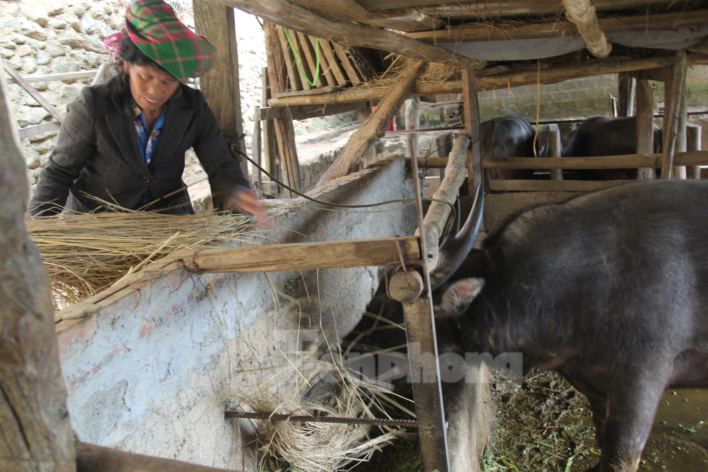 Tại vùng cao huyện Trạm Tấu, Mù Cang Chải, tỉnh Yên Bái, Phòng Nông nghiệp và Phát triển nông thôn huyện phối hợp với Trung tâm Dịch vụ nông nghiệp huyện, các xã, thị trấn đẩy mạnh tuyên truyền, hướng dẫn hộ chăn nuôi di chuyển đàn trâu, bò từ trong rừng về nhốt gần nhà để quản lý, chăm sóc thuận lợi.