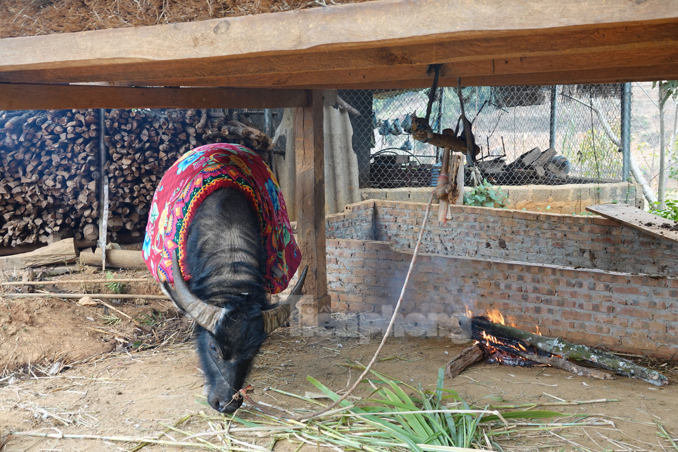 Hay quấn chăn, quần áo cho trâu để chống rét.