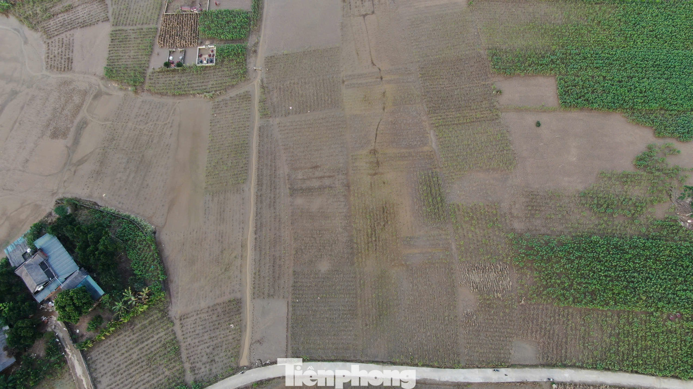 Sau cơn bão số 3, gần như toàn bộ vùng trồng dâu của huyện đã bị úng ngập, trong đó gần 700 ha bị ảnh hưởng nặng, tập trung tại các xã có diện tích lớn nằm ven sông Hồng như Việt Thành, Y Can, Đào Thịnh, Báo Đáp…