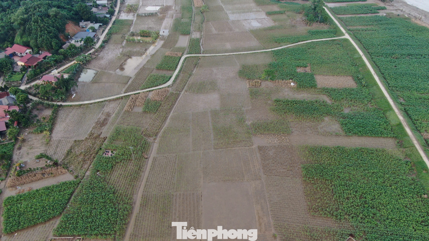 Bà Nguyễn Thị Tuyết Nga, Chủ tịch UBND xã Việt Thành chia sẻ năm nay lũ về quá mạnh, người dân trong xã oằn mình chống chọi không xuể, tuyến đê ven sông Hồng đứt vỡ mấy đoạn, khiến cánh đồng dâu ngập chìm trong biển nước mênh mông.