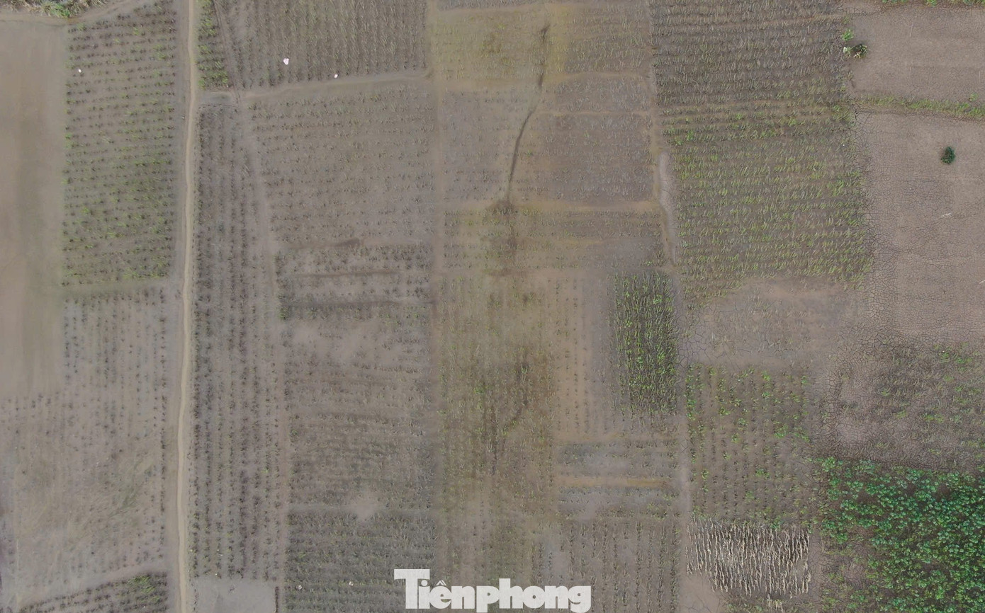 Sau cơn bão số 3, gần như toàn bộ vùng trồng dâu của huyện đã bị úng ngập, trong đó gần 700 ha bị ảnh hưởng nặng, tập trung tại các xã có diện tích lớn nằm ven sông Hồng như Việt Thành, Y Can, Đào Thịnh, Báo Đáp…