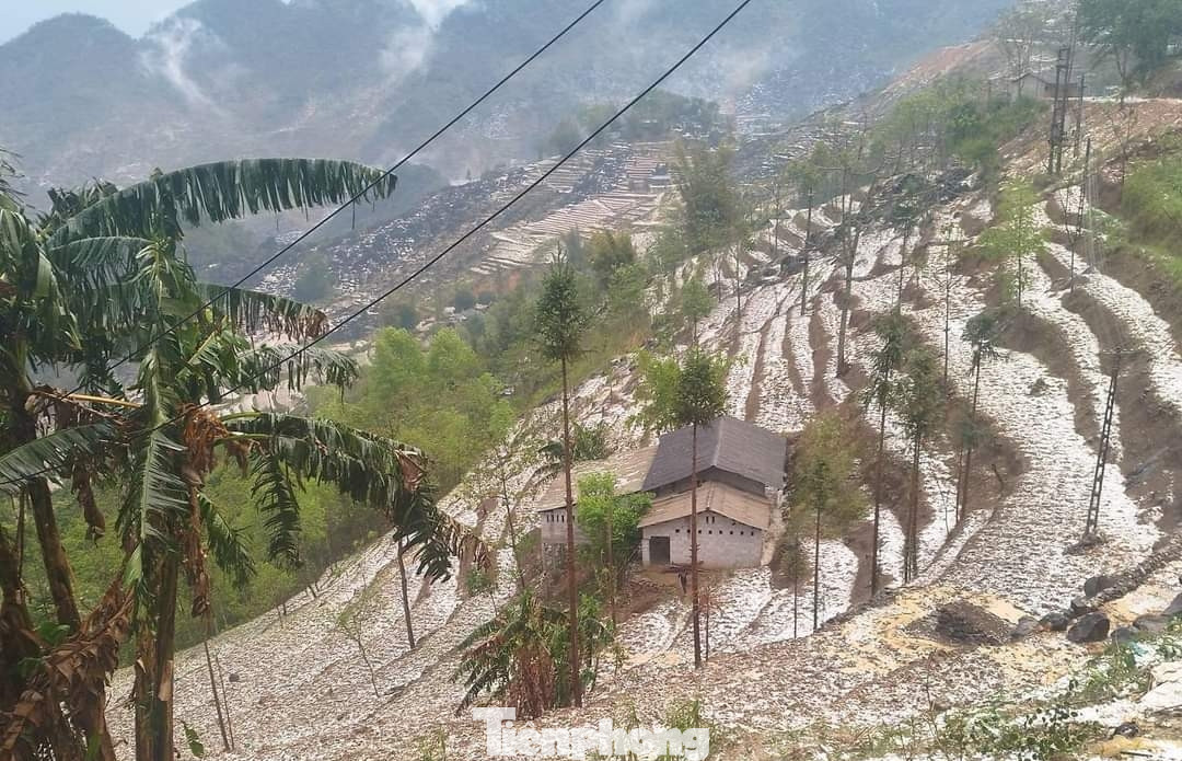 Tại Mộc Châu, tỉnh Sơn La mưa đá chiều 28/3 cũng khiến nhiều diện tích hoa màu của người dân bị thiệt hại.