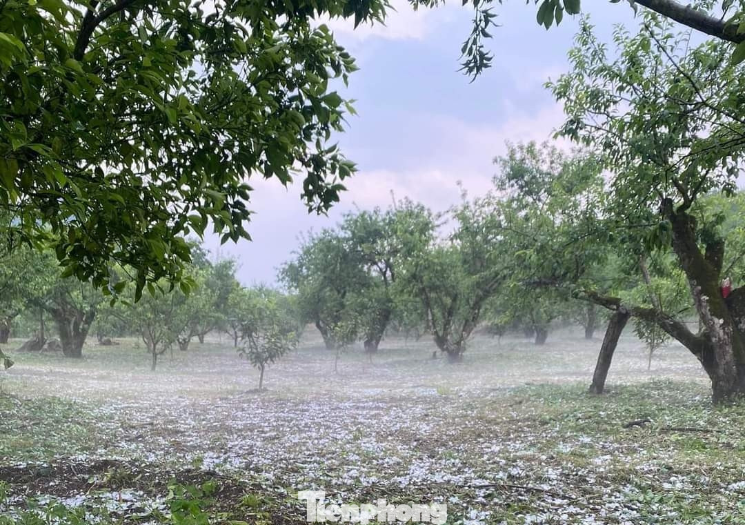 Hơn 25.000ha mận tại Mộc Châu bị hư hỏng do mưa đá.