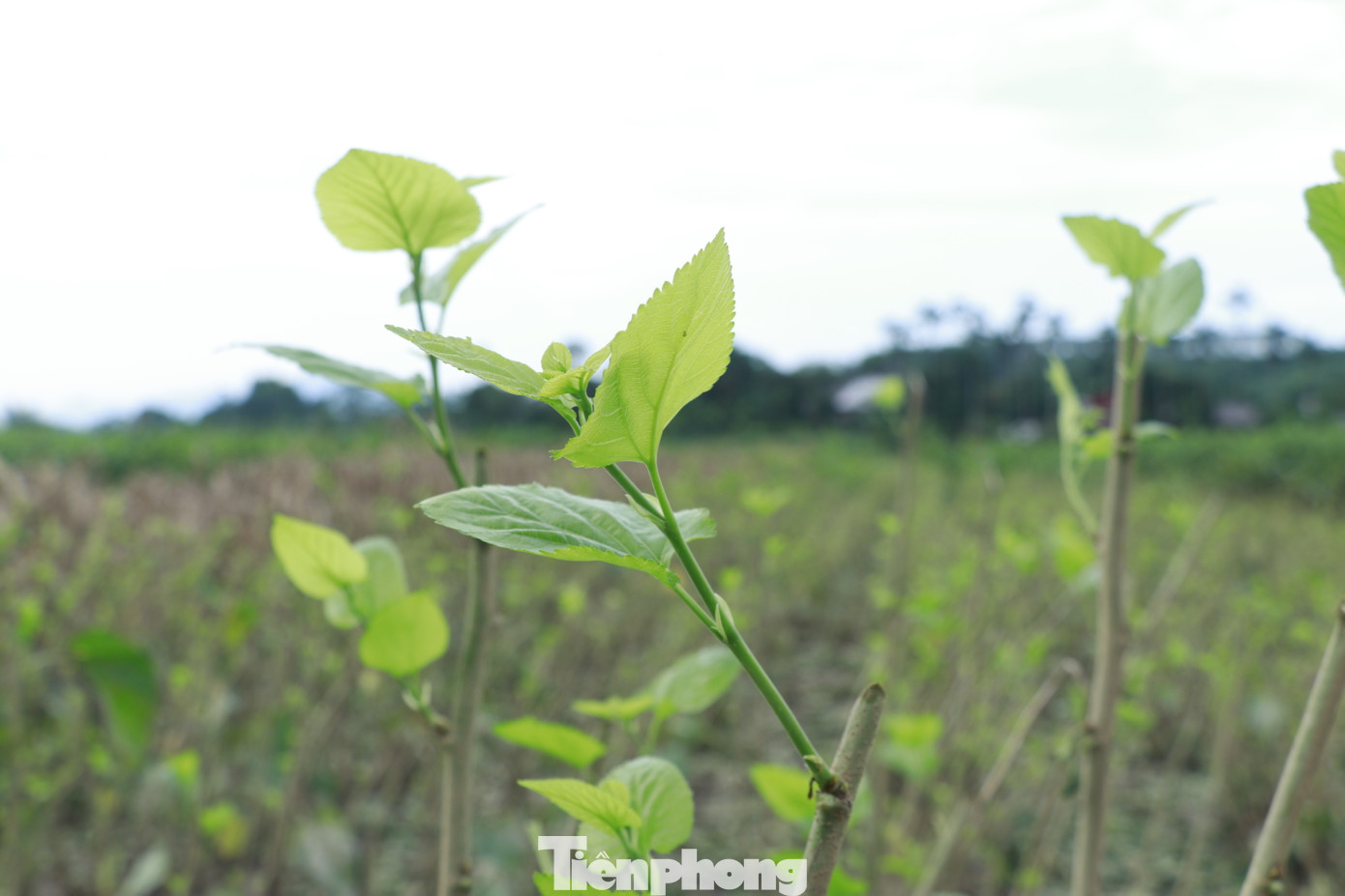 Địa phương đang nỗ lực thay thế các giống cây trồng ngắn ngày vào những diện tích bị ngập úng, hư hại. Sau đó sẽ tiến hành hướng dẫn bà con cải tạo đất, lựa chọn giống cây phù hợp thay thế hoặc tái trồng các cây chuyên canh.