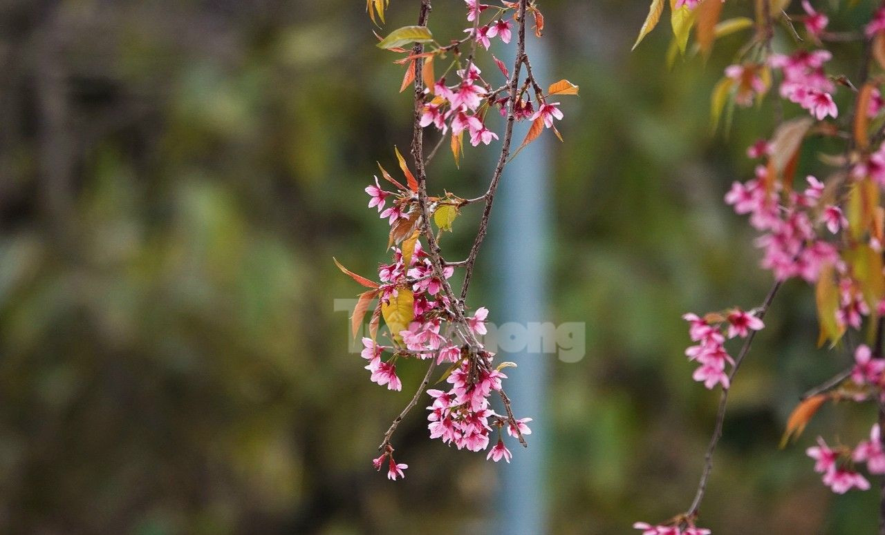 Từ một loài hoa dại, giờ đây đã trở thành điểm nhấn du lịch của huyện vùng cao Mù Cang Chải mỗi khi Tết đến, Xuân về.