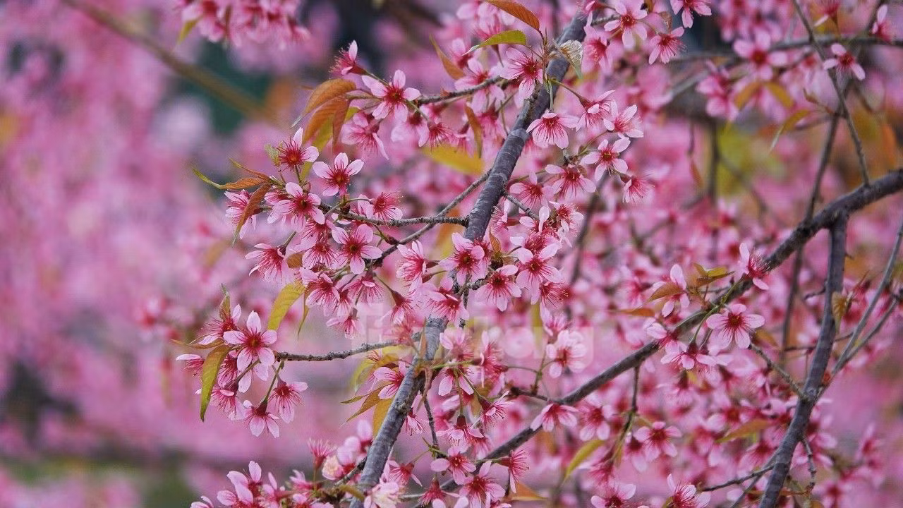 Khi hoa Đào rừng bung nở trên nương, điểm tô sắc thắm cho đại ngàn ở những vùng cao, làm bừng sáng không gian núi đồi, bản làng như được khoác lên mình một màu áo mới...