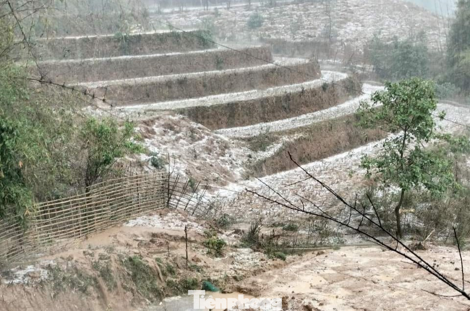 Mưa đá bất thường khiến nhiều diện tích hoa màu của người dân bị ảnh hưởng nghiêm trọng.