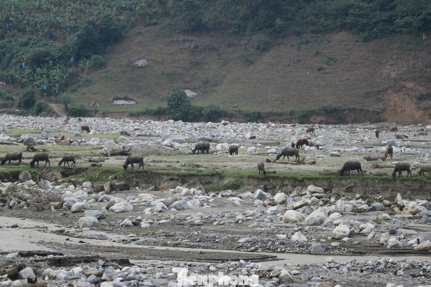 Ông Phạm Văn Hưng - Phó chủ tịch UBND xã Trịnh Tường, rất may lũ xảy ra vào ban ngày nên mọi người kịp sơ tán an toàn. Sau lũ, chính quyền các cấp và nhiều nhà hảo tâm đã chung tay hỗ trợ bà con để sớm khôi phục nhà cửa, đời sống. Tuy nhiên, khó nhất là đất sản xuất, những diện tích lúa bị đá vùi lấp đều không thể khôi phục, trong khi xã không còn quỹ đất nào khác để bố trí.