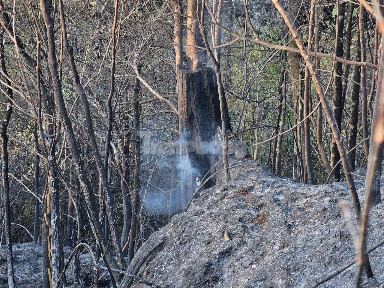Hiện chưa thống kê được diện tích cháy. Tuy nhiên, quan sát từ hiện trường, vệt rừng khá lớn cháy rụi lớp thực bì. Nhiều cây con trơ trụi lá và bị tách vỏ do ảnh hưởng từ đám cháy.