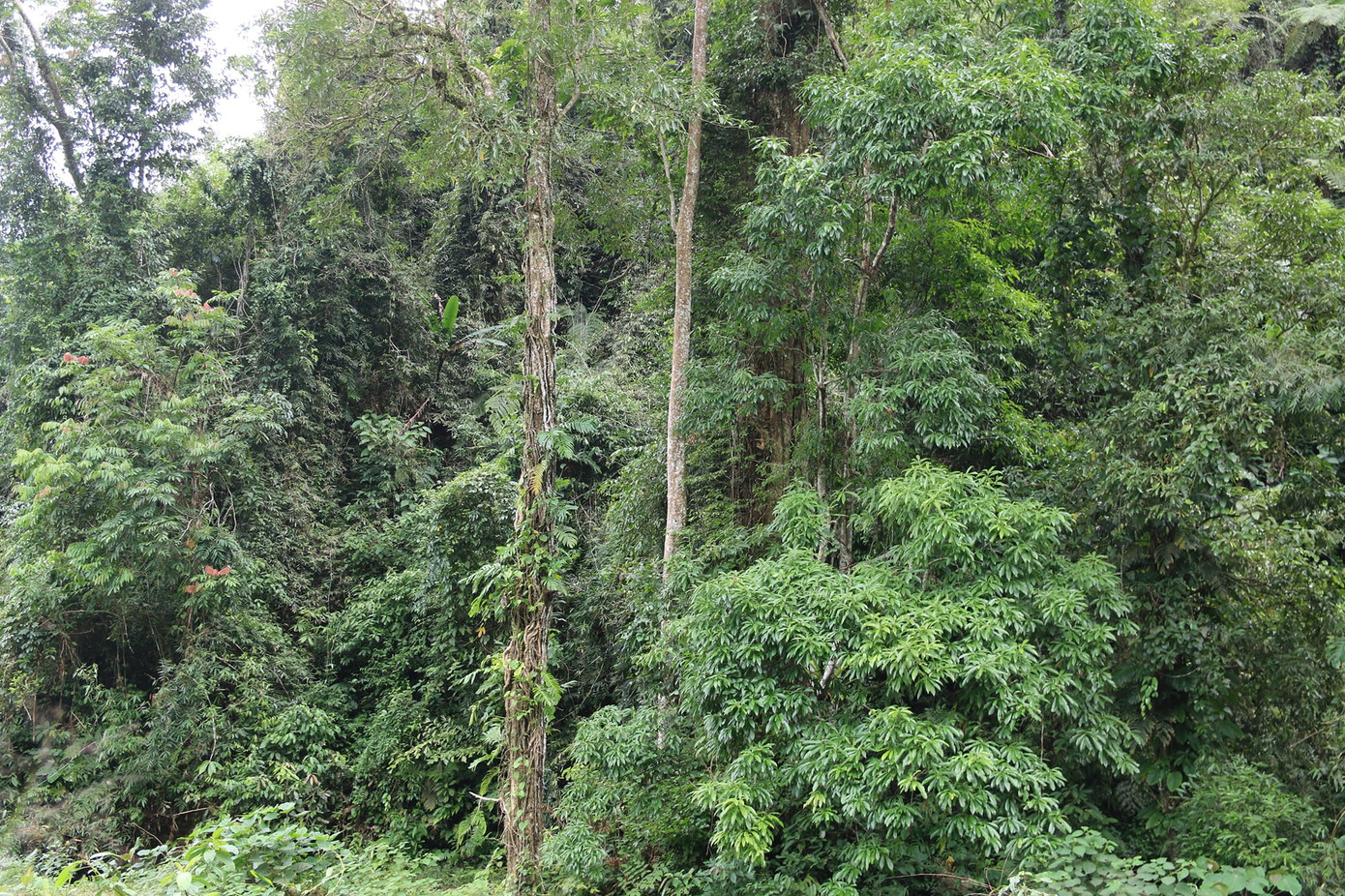 Hiểu rõ những giá trị của rừng mang lại, đồng bào Mông nơi đây coi rừng như nguồn sống, là mái nhà che chở, là chỗ dựa tinh thần của cả cộng đồng. Bà Hạng Thị Sơn (SN 1959, ở thôn Bản Tát, xã Nà Hẩu) cho biết, trải qua hàng trăm năm chung sống hoà thuận với rừng, hiểu được luật rừng, người dân nơi đây đặt ra những quy định về việc bảo vệ rừng được cộng đồng tôn trọng như những luật tục.