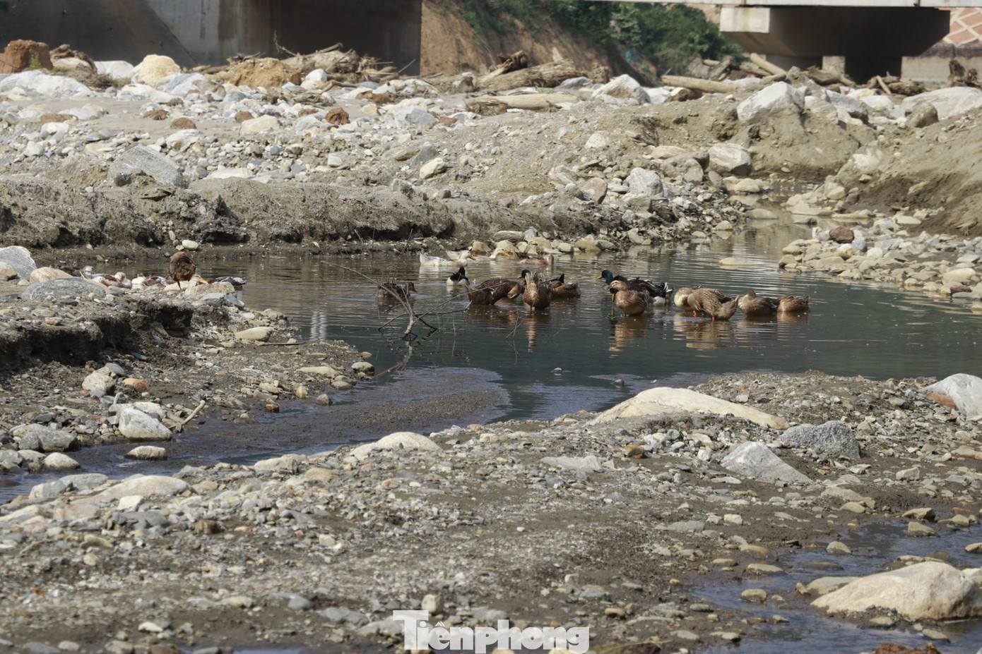 Theo ông Nguyễn Trung Triều, Bí thư Huyện ủy Bát Xát, hiện mới có cơ chế hỗ trợ cho những diện tích bị thiệt hại do thiên tai nhưng có thể chuyển đổi được; còn đối với cánh đồng đá ở Trịnh Tường thuộc diện không thể khắc phục, chuyển đổi thì chưa có. Ngay cả trong trường hợp muốn tận thu, khai thác lượng đá vùi lấp để tạo đất sản xuất cho bà con cũng vướng mắc vì đá được coi là tài nguyên khoáng sản.