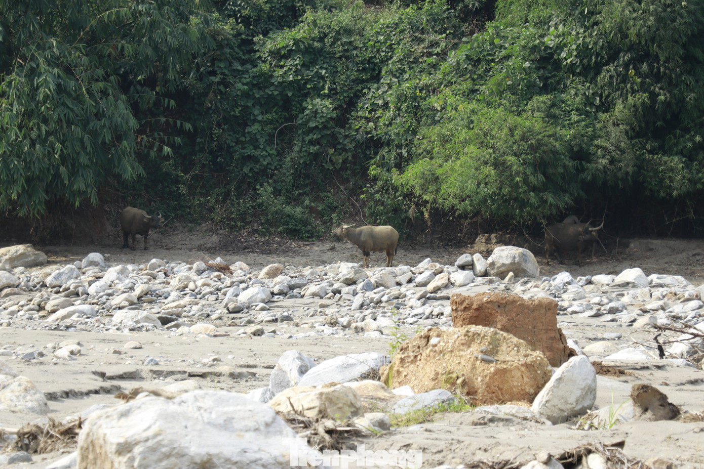 Đồng thời, chỉ đạo một Phó Chủ tịch cùng các ngành tài nguyên - môi trường, xây dựng đi đánh giá thực tế, để tìm giải pháp tháo gỡ triệt để cho cánh đồng đá Trịnh Tường.