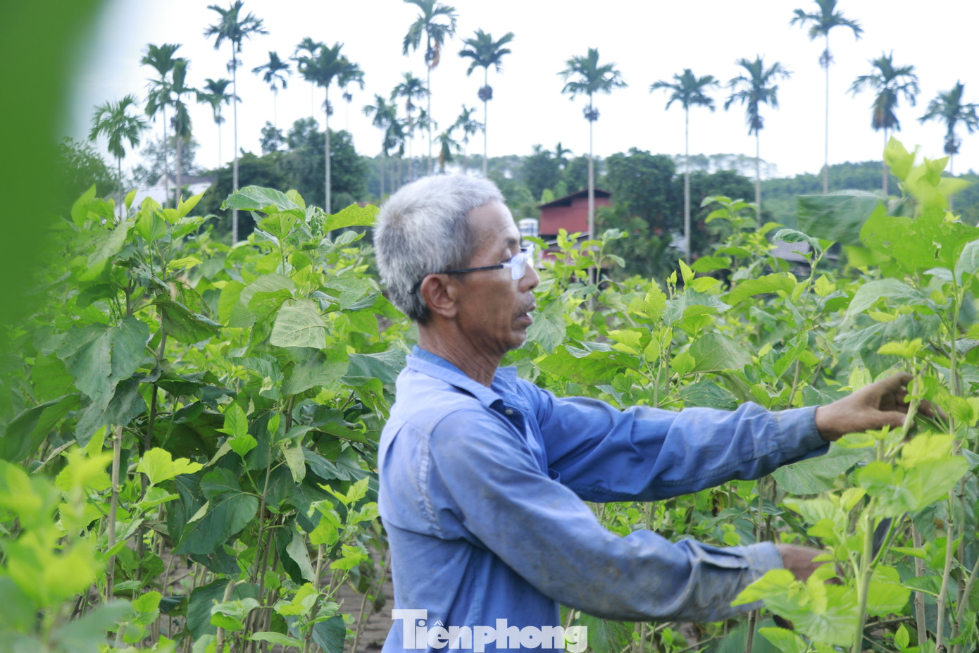 Đối với vựa dâu tằm tại huyện Trấn Yên, sau nước rút, người dân cũng tranh thủ ra tuốt lá, chặt ngọn, đào đất quanh gốc để khôi phục mầm non, không để cây bị úng, ngập chết.