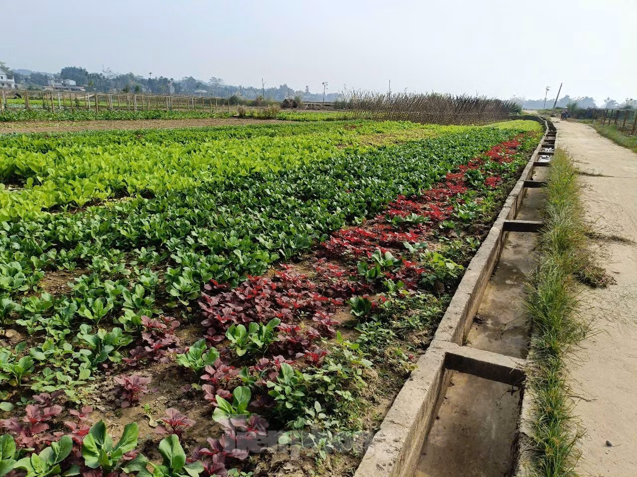 Ngoài ra, chính quyền địa phương cũng phối hợp với các ngành chức năng tập huấn, hướng dẫn người dân các biện pháp làm nông nghiệp sạch, trồng rau an toàn đảm bảo sức khỏe người sản xuất và tiêu dùng. Chú trọng việc cải tạo lại đất sau lũ và bón phân hợp lý để rau màu phát triển khỏe, hạn chế thiệt hại do sâu bệnh, ông Tuấn cho biết thêm.