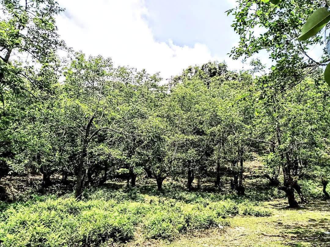 Rừng cây ở Phìn Hồ, xã Y Tý, huyện Bát Xát.