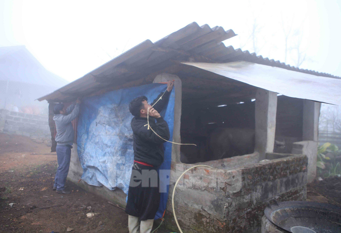 Gia đình chị Giàng Thị Pàng ở bản Hát Hơ, xã Sà Dề Phìn, huyện Sìn Hồ cho biết, trong mấy ngày trời rét, nhiệt độ giảm sâu, để bảo vệ gia súc của nhà, gia đình đã đưa trâu từ lán nương về nhốt tại nhà để phòng chống rét.