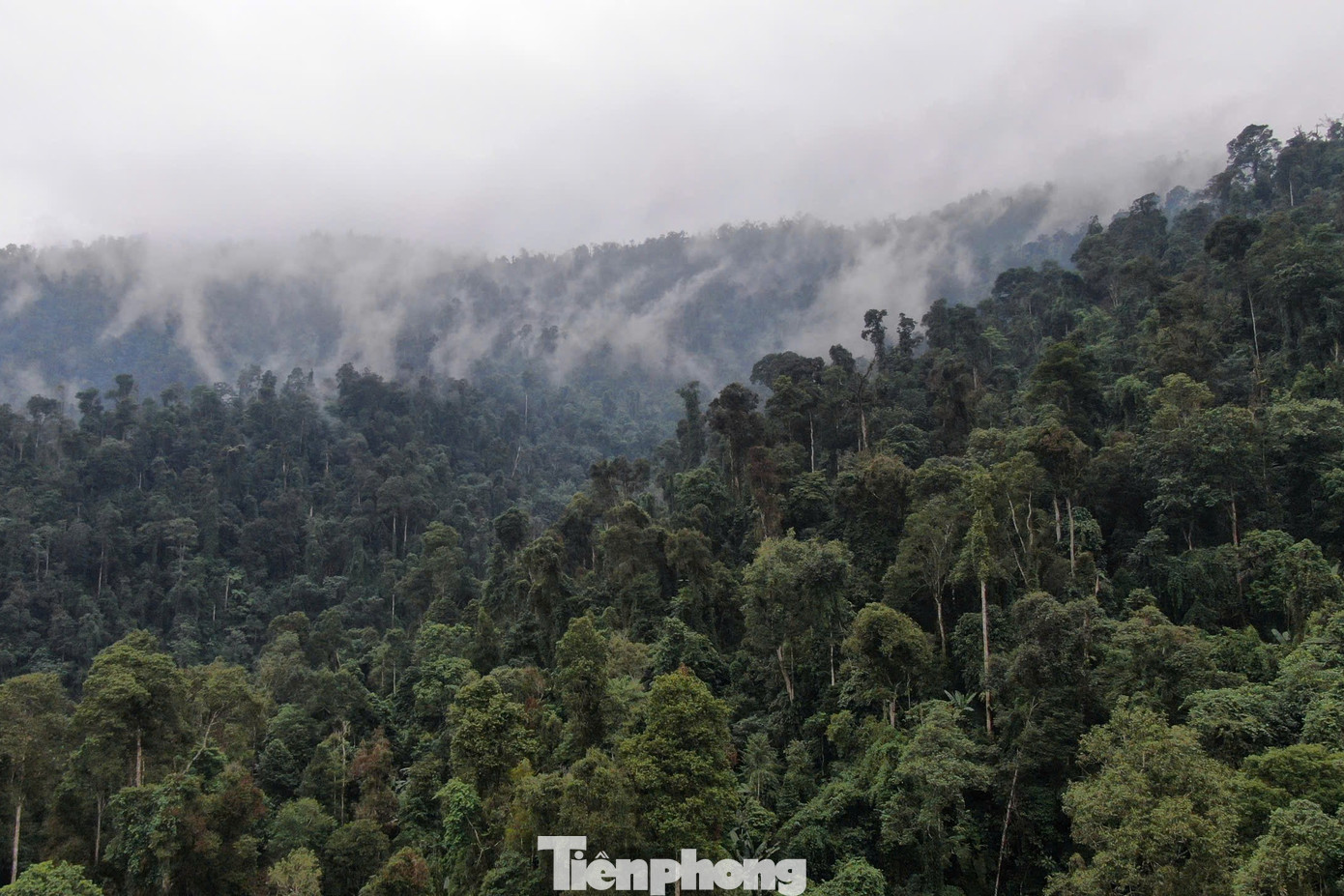 Khu bảo tồn thiên nhiên Nà Hẩu có diện tích quy hoạch 16.950 ha, trong đó, khu bảo vệ nghiêm ngặt 7.250 ha, phân khu phục hồi sinh thái 9.700 ha trải rộng trên địa bàn 4 xã Nà Hẩu, Đại Sơn, Mỏ Vàng, Phong Dụ Thượng của huyện Văn Yên.