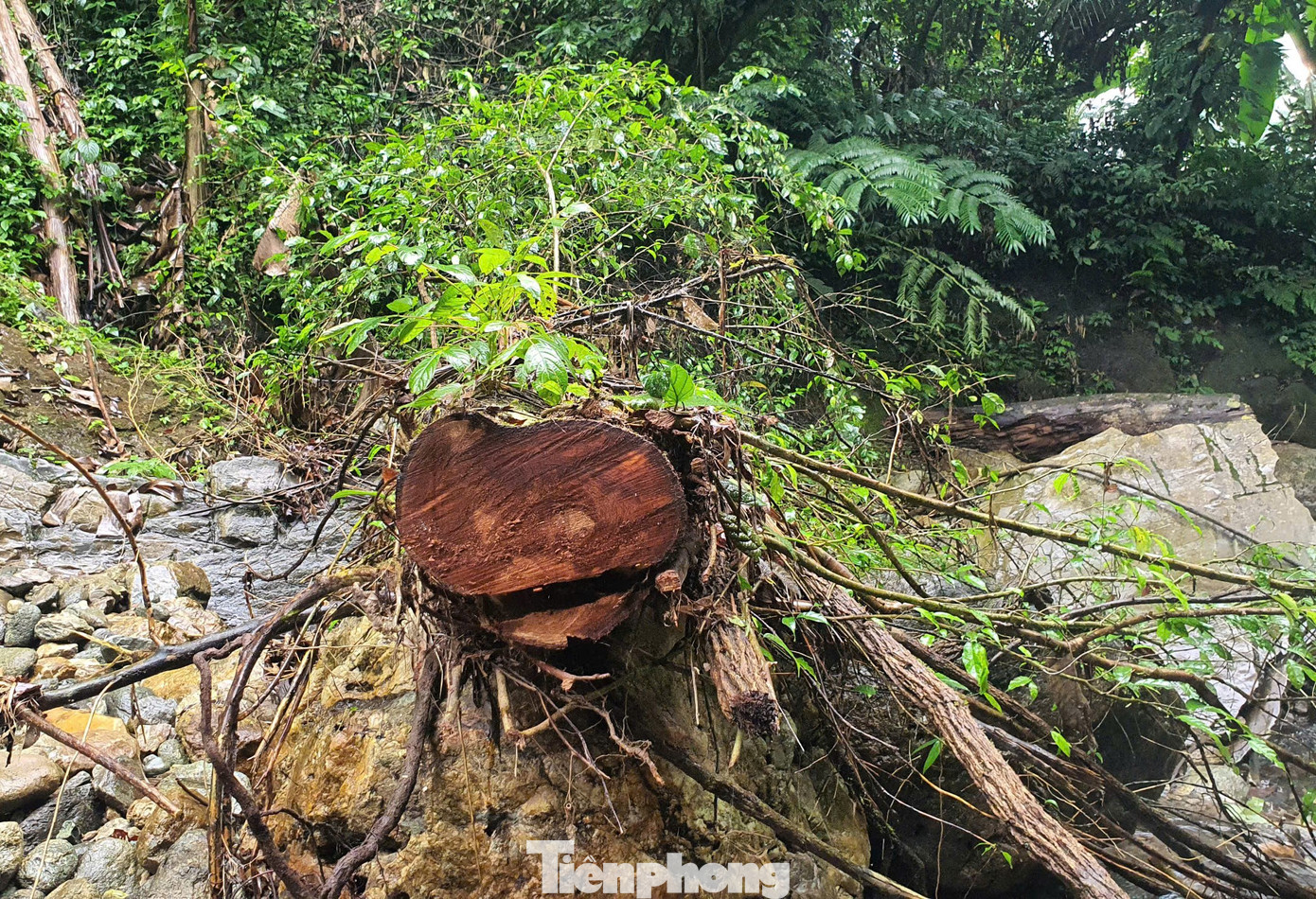 Trao đổi với Tiền Phong, ông Sùng A Sà - Phó Chủ tịch UBND xã Nà Hẩu - cho biết, theo quan niệm của người Mông, những cánh rừng xanh, rừng cấm, rừng thiêng gần bản là nơi chở che dân bản tránh cái gió, tránh lũ ống, lũ quét, cho dân bản sản vật để ăn, nguồn nước để uống và tưới tiêu cho đồng ruộng. Giữ cánh rừng luôn tươi tốt cũng chính là giữ cho dân bản luôn bình an, no ấm.