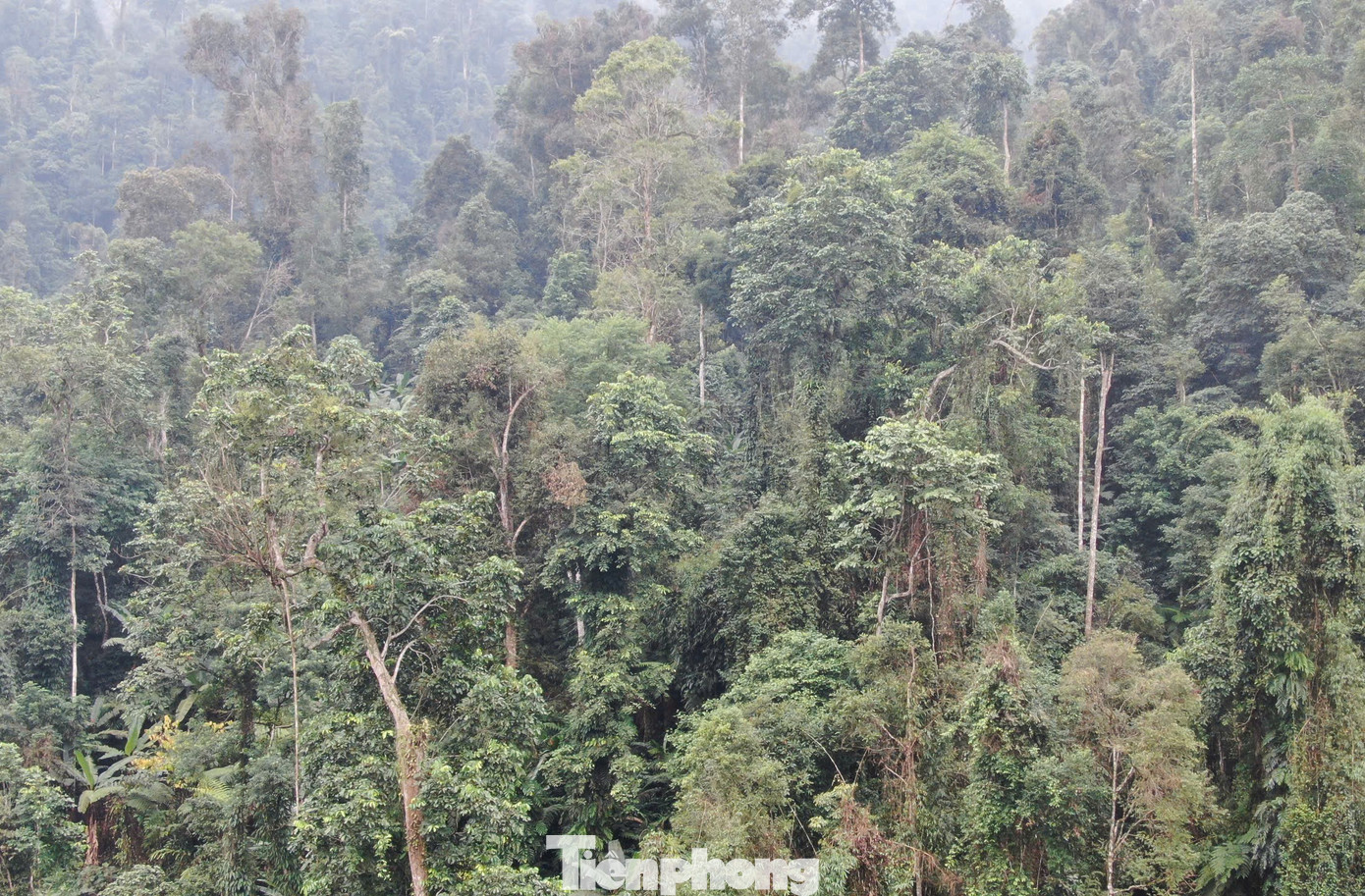 Khu bảo tồn này có hệ sinh thái rừng tự nhiên phong phú, đa dạng mang tính điển hình của vùng núi phía Bắc Việt Nam với nhiều loài động, thực vật quý hiếm. Đây cũng được mệnh danh là "đại ngàn xanh" của Yên Bái.