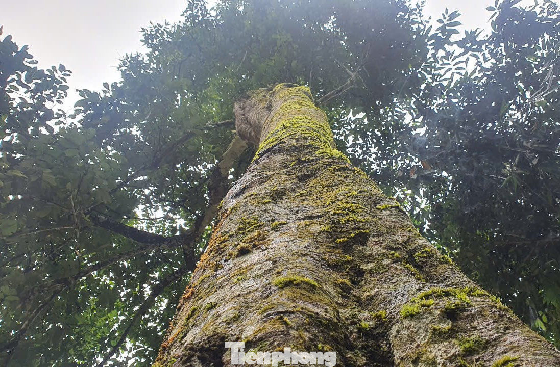 Hiện rừng tự nhiên tại đây vẫn còn trên 30 loài thực vật khác nhau, trong đó có những loài cây gỗ quý hiếm như lát hoa, pơ mu... phát triển chủ yếu ở độ cao 700 m trở lên.