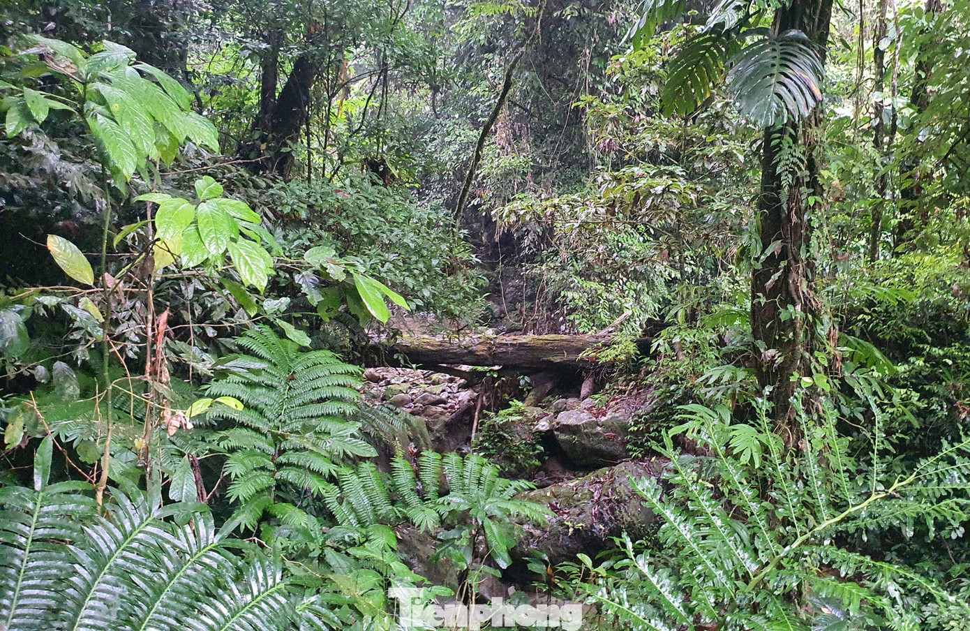 Hệ động vật trong khu bảo tồn khá phong phú và nhiều loài quý hiếm vẫn được gìn giữ và bảo tồn. Hiện nay rừng có khoảng 72 loài thú, 240 loài chim, 48 loài bò sát… trong đó có nhiều loài có giá trị có tên trong sách đỏ Việt Nam và danh lục đỏ thế giới như sơn dương, gấu, vượn đen tuyền, voọc xám, rùa đầu to, kỳ đà hoa.