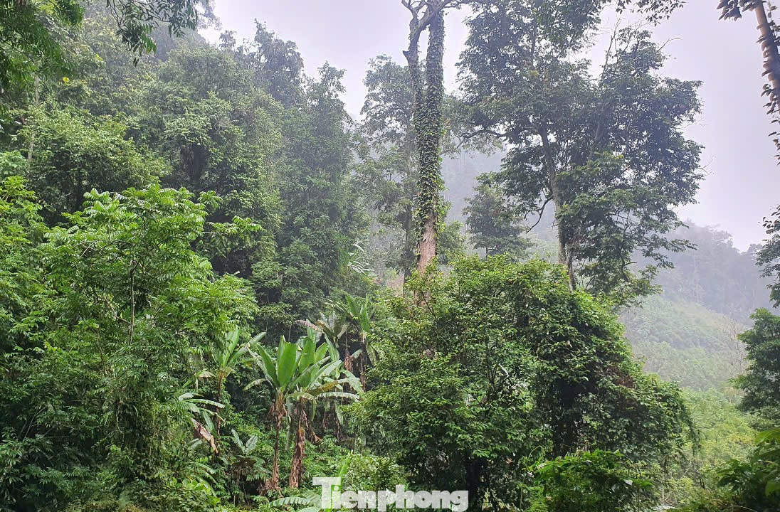 Khu vực rừng trong vùng lõi của Khu bảo tồn thiên nhiên còn là nơi sinh sống của một số loài chim có vùng phân bố hẹp, trong đó có một số loài chim bị đe dọa toàn cầu như hồng hoàng, gà lôi…