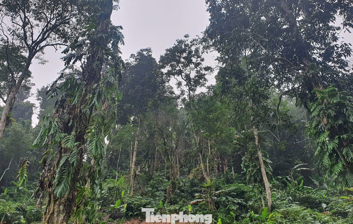 Trong khu bảo tồn thiên nhiên này, hệ rừng lá rộng thường xanh còn tương đối nguyên vẹn, nhiều khe, suối, thác nước chảy quanh năm. Cấu trúc rừng chưa bị phá vỡ, tầng tán được phân chia rõ rệt: Tầng cao nhất là cây gỗ lớn nhô lên không liên tục chủ yếu là các loài như cây chò nâu, dổi, trám; tầng giữa là tầng ưu thế sinh thái, tán cây rừng liên tục cao gần ngang nhau, thuộc các loài cây thường xanh như gội, de, dẻ; tầng dưới phân thành nhiều lớp cao thấp khác nhau, chủ yếu là các cây gỗ nhỏ ưa bóng; tầng thảm tươi chủ yếu là cây bụi, dương sỉ, cau rừng...