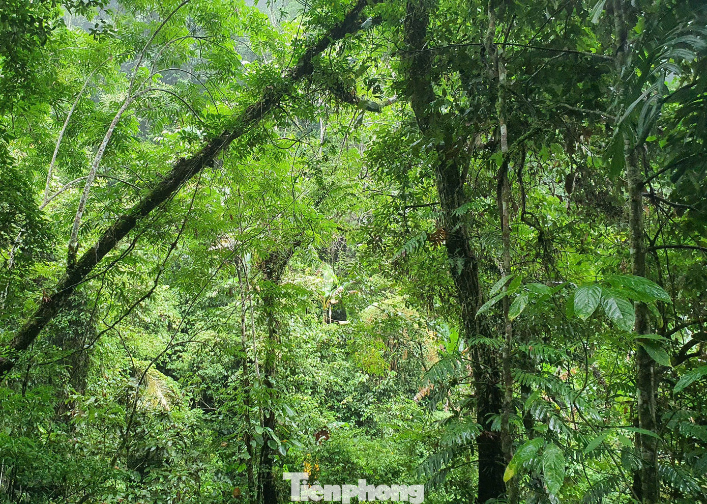 Khu vực rừng trong vùng lõi của Khu bảo tồn thiên nhiên còn là nơi sinh sống của một số loài chim có vùng phân bố hẹp, trong đó có một số loài chim bị đe dọa toàn cầu như hồng hoàng, gà lôi…