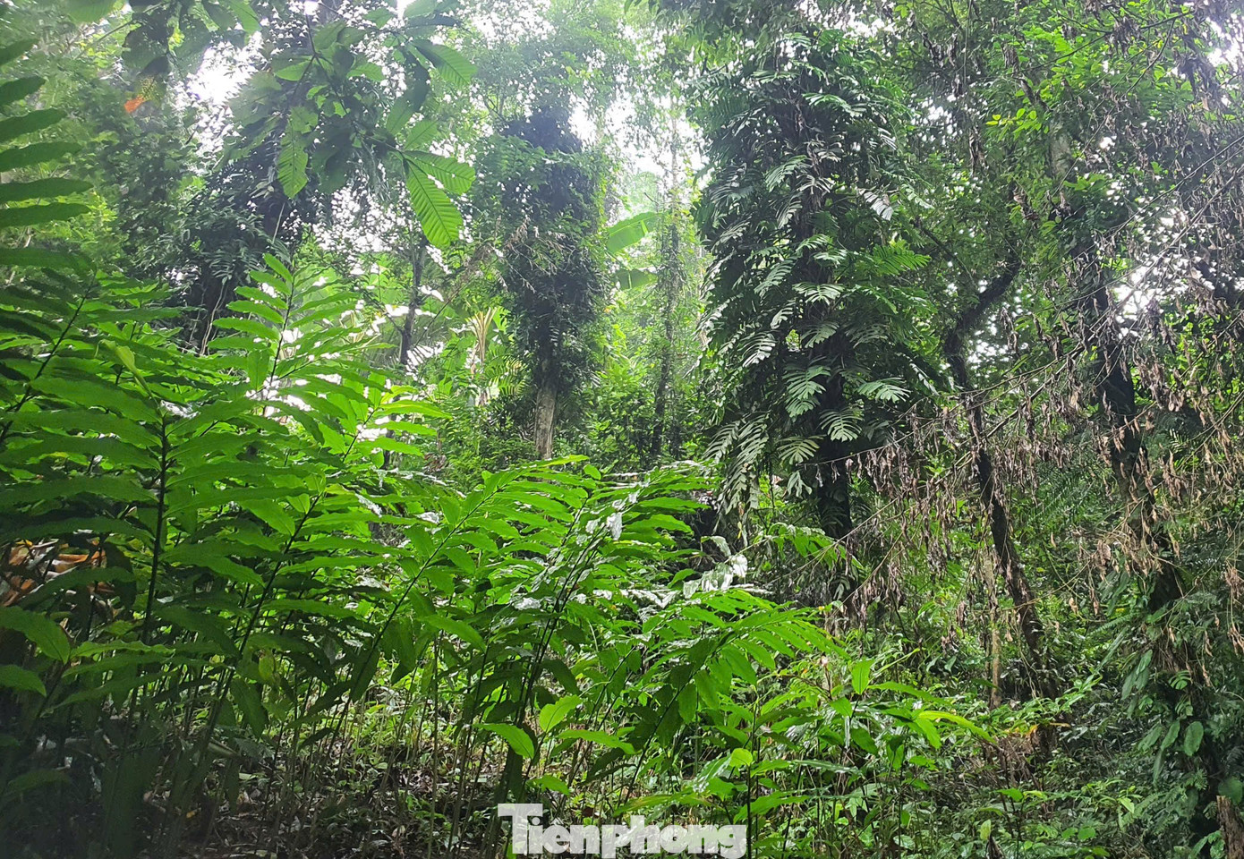 Bà Sơn nói: "Không bảo vệ rừng thì không có nguồn nước uống, không có nước trồng lúa, con cháu sau này không được hưởng không khí trong lành, bà con nơi đây cả đời gắn bó với rừng nên mọi người đều có ý thức giữ rừng, bảo vệ rừng. Hàng năm các thôn trong xã đều tổ chức lễ cúng rừng để bà con cùng lên kế hoạch cho việc bảo vệ rừng cả năm".