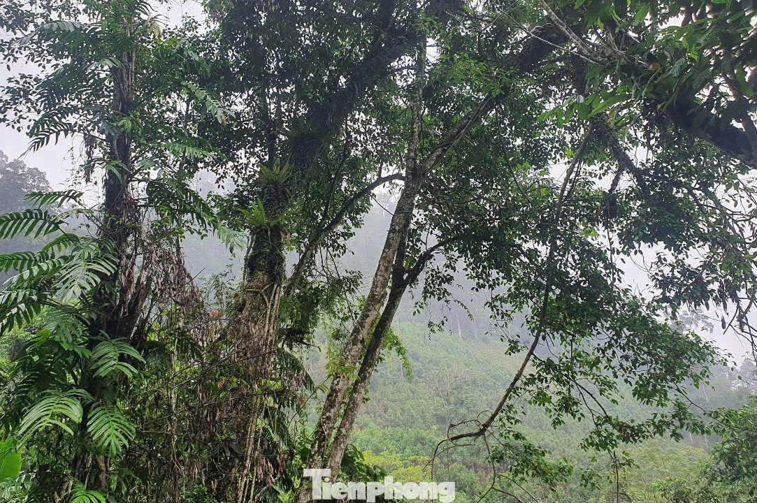 Hiện rừng tự nhiên tại đây vẫn còn trên 30 loài thực vật khác nhau, trong đó có những loài cây gỗ quý hiếm như lát hoa, pơ mu... phát triển chủ yếu ở độ cao 700 m trở lên.