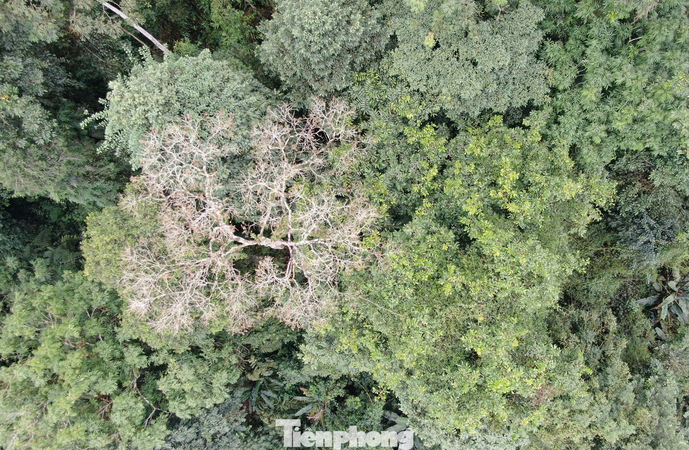 Khu bảo tồn này có hệ sinh thái rừng tự nhiên phong phú, đa dạng mang tính điển hình của vùng núi phía Bắc Việt Nam với nhiều loài động, thực vật quý hiếm. Đây cũng được mệnh danh là "đại ngàn xanh" của Yên Bái.