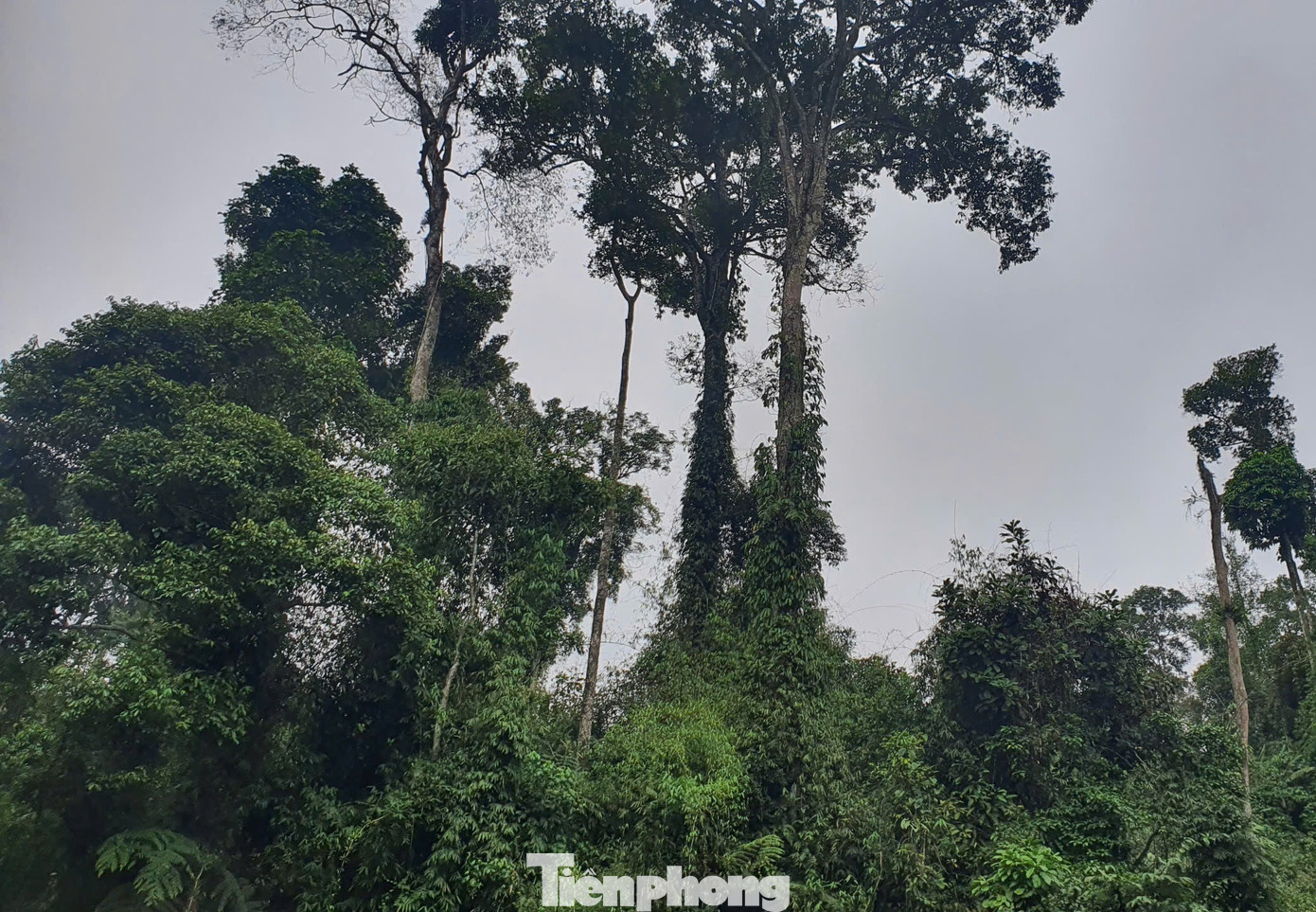 Hiện rừng tự nhiên tại đây vẫn còn trên 30 loài thực vật khác nhau, trong đó có những loài cây gỗ quý hiếm như lát hoa, pơ mu... phát triển chủ yếu ở độ cao 700 m trở lên.