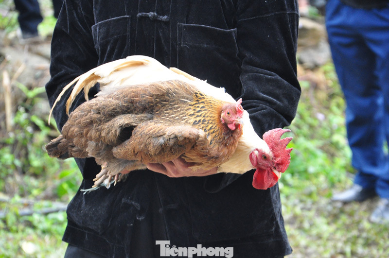 Tết rừng hay còn gọi là Lễ cúng rừng chứa đựng trong đó tín ngưỡng thờ Thần rừng của đồng bào Mông đã được lưu truyền qua nhiều thế hệ. Lễ vật tế thần rừng phải được chuẩn bị kỹ lưỡng từ trước nhiều ngày.