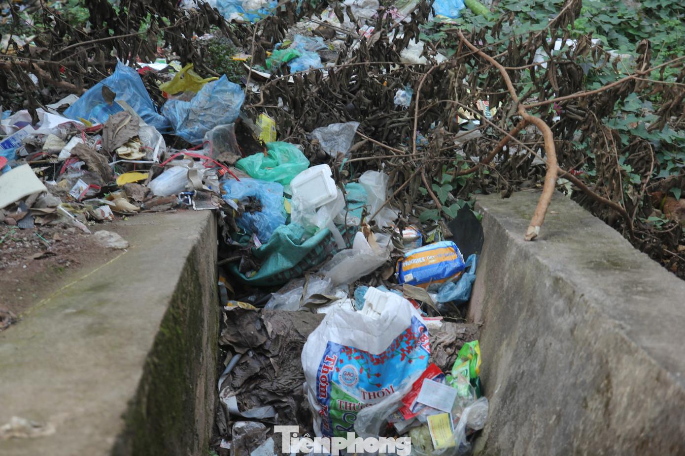 Liên quan đến vấn đề này, ông Đinh Trọng Quyết, Chủ tịch UBND xã Cát Thịnh cho biết, chính quyền xã nắm được việc người dân đổ rác xuống suối ngòi Lao, ngòi Phà gây ô nhiễm môi trường, nhưng rất khó xử lý. Khu vực này dân cư đông đúc, nhà ở chật hẹp, không có chỗ đào hố rác, đành phải mang ra suối đổ.