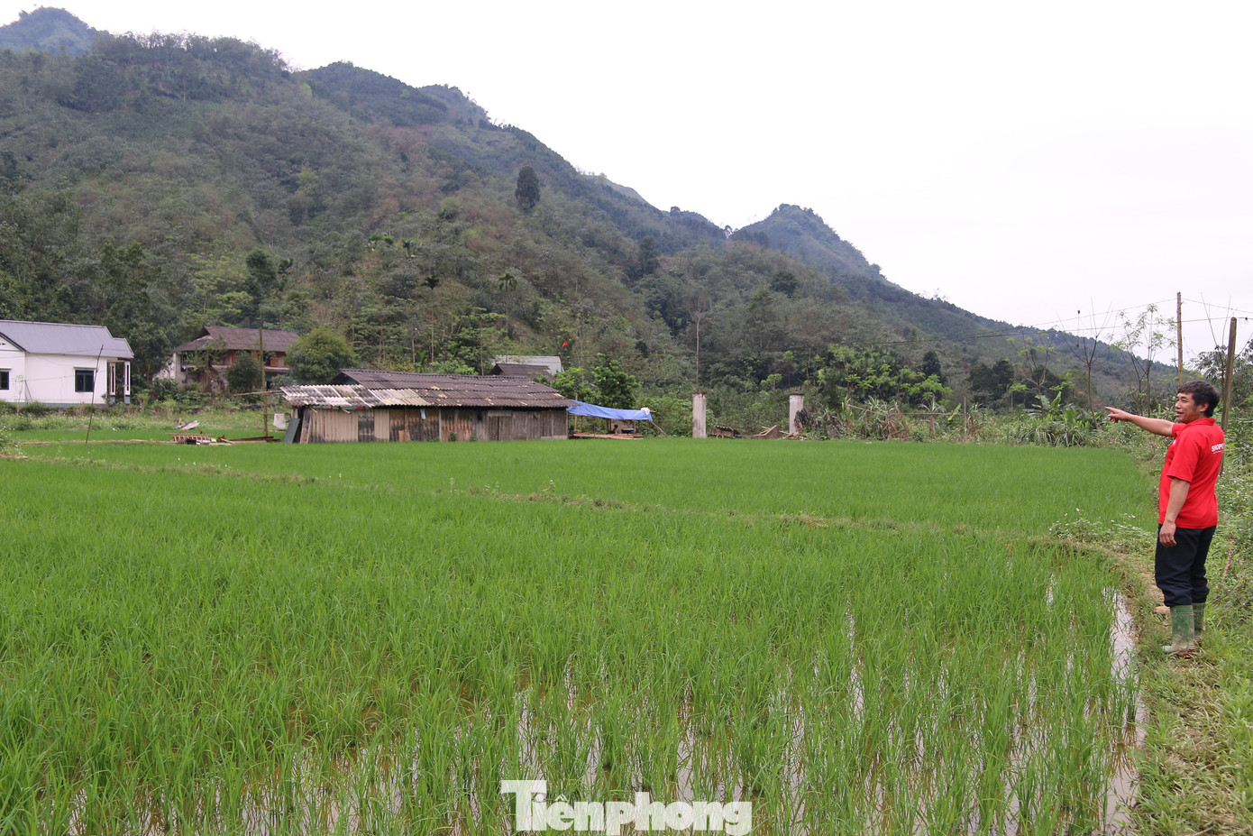 Theo người dân nơi đây, đá văng khắp nơi khiến nhiều diện tích lúa, hoa màu bị hư hỏng. Theo người dân nơi đây, đá văng khắp nơi khiến nhiều diện tích lúa, hoa màu bị hư hỏng.