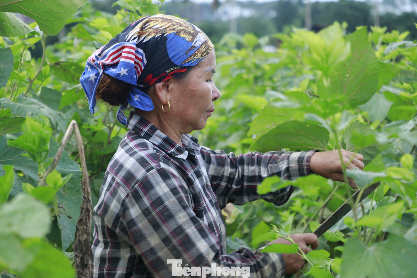 Bà Lê Thị Dư (ở thôn Lan Đình, xã Việt Thành) cho biết trong năm nay, cả huyện coi như mất trắng một lứa tằm do không thể chăm sóc được.