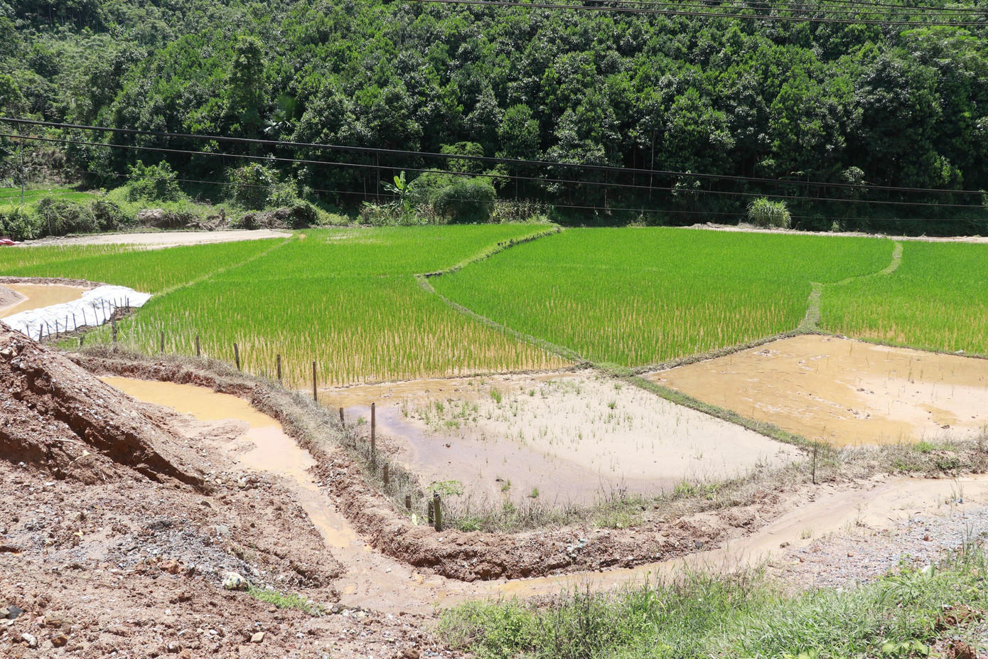 Nhiều ruộng lúa của người dân bị đất đá trôi sạt vùi lấp.