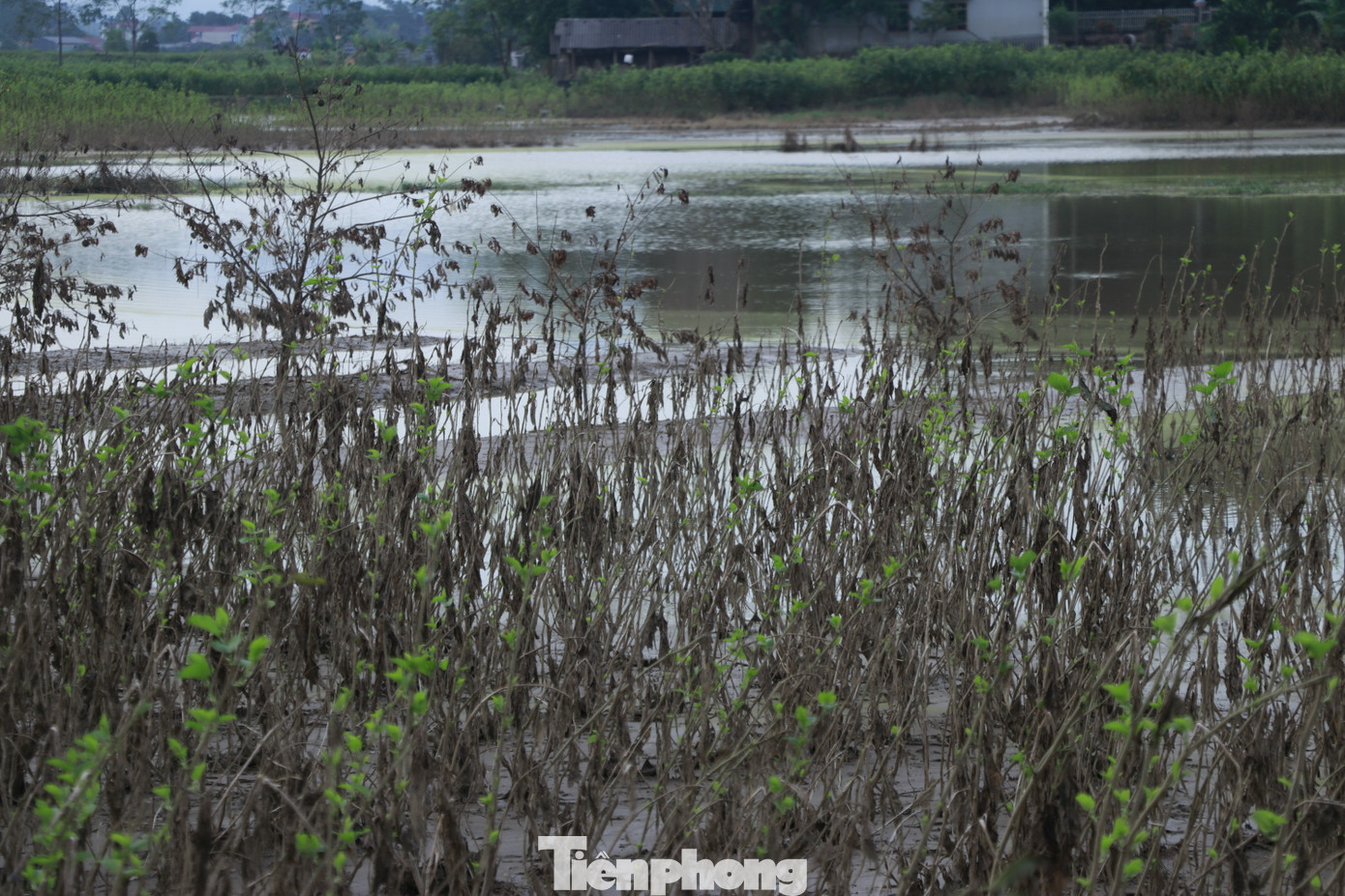 Bà Nguyễn Thị Lan (ở thôn Lan Đình, xã Việt Thành) cho biết nhà có 6 sào trồng dâu thì gần như ngập hết, giờ cố gắng chăm sóc những vườn vẫn còn sống hy vọng có thể cứu vãn được cây dâu.