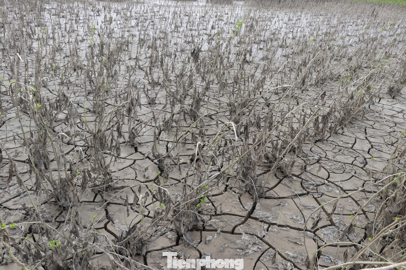 Lũ đã rút nhưng nhiều ruộng dâu ven sông vẫn phủ đầy bùn, cây dâu chết úng, héo rũ, lá vàng quạch bám đầy đất phù sa.