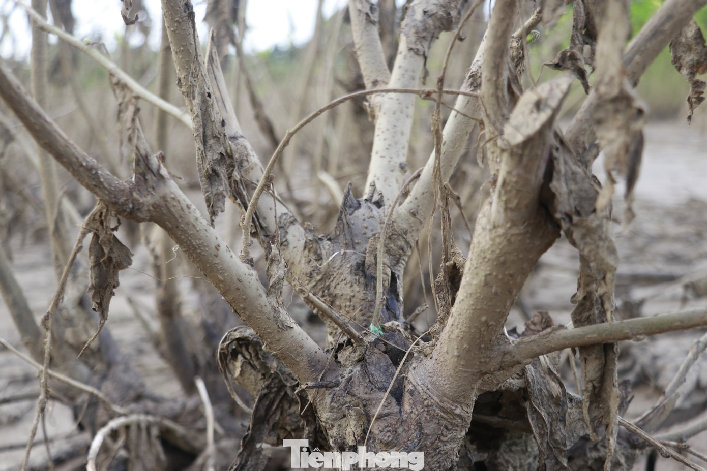 Ông Hoàng Tùng (ở thôn Phúc Đình, xã Việt Thành) vừa nhìn những thửa ruộng bị chìm ngập trong bùn đất của gia đình vừa nặng nề nói, nhà có hơn một mẫu dâu tằm đang xanh tốt, vụ tằm thu này mới nuôi được một lứa, vừa bắt đầu nuôi lứa thứ 2 được 3 hôm thì lũ tràn về chìm hết các ruộng dâu. Cả giàn khay nuôi tằm nay phải bỏ làm thức ăn cho đàn gà.