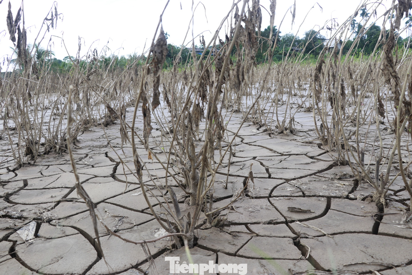 Lũ đã rút nhưng nhiều ruộng dâu ven sông vẫn phủ đầy bùn, cây dâu chết úng, héo rũ, lá vàng quạch bám đầy đất phù sa.