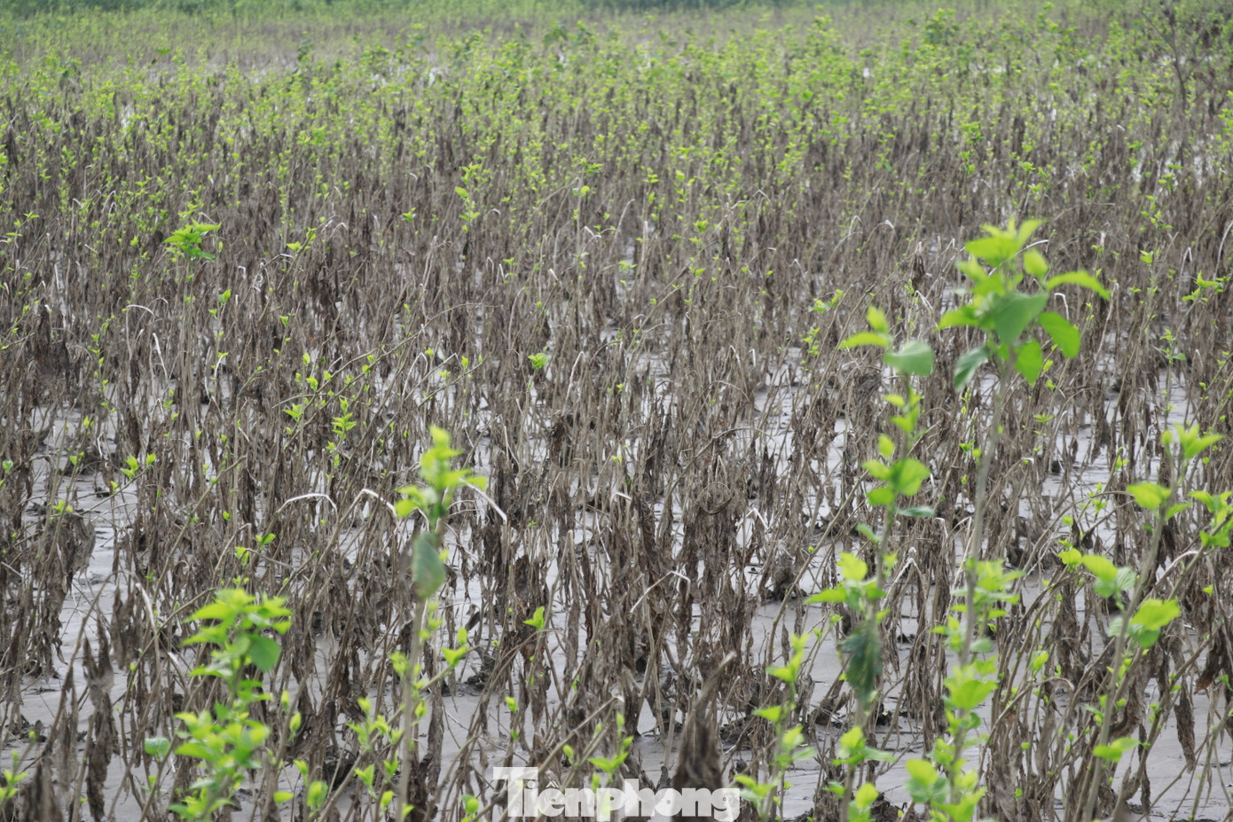 Bà Nguyễn Thị Lan (ở thôn Lan Đình, xã Việt Thành) cho biết nhà có 6 sào trồng dâu thì gần như ngập hết, giờ cố gắng chăm sóc những vườn vẫn còn sống hy vọng có thể cứu vãn được cây dâu.