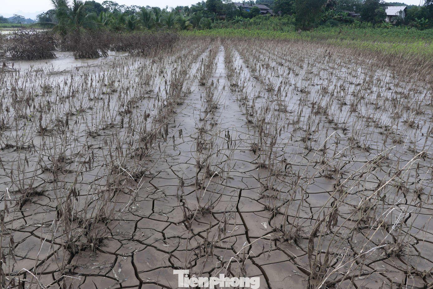 Gần 220 ha dâu của xã bị ngập úng, 40 ha lúa và hơn 60 ha rau màu cũng chung số phận. Nhiều hộ dân vừa thu hoạch kén nhưng mắc nước lũ không bán được nên kén già hóa bướm phải bỏ đi. Hàng trăm hộ dân đang nuôi tằm ăn rỗi cũng phải đổ bỏ do dâu ngập úng, cạn kiệt nguồn thức ăn, đến nay thiệt hại chưa thể tính toán được.