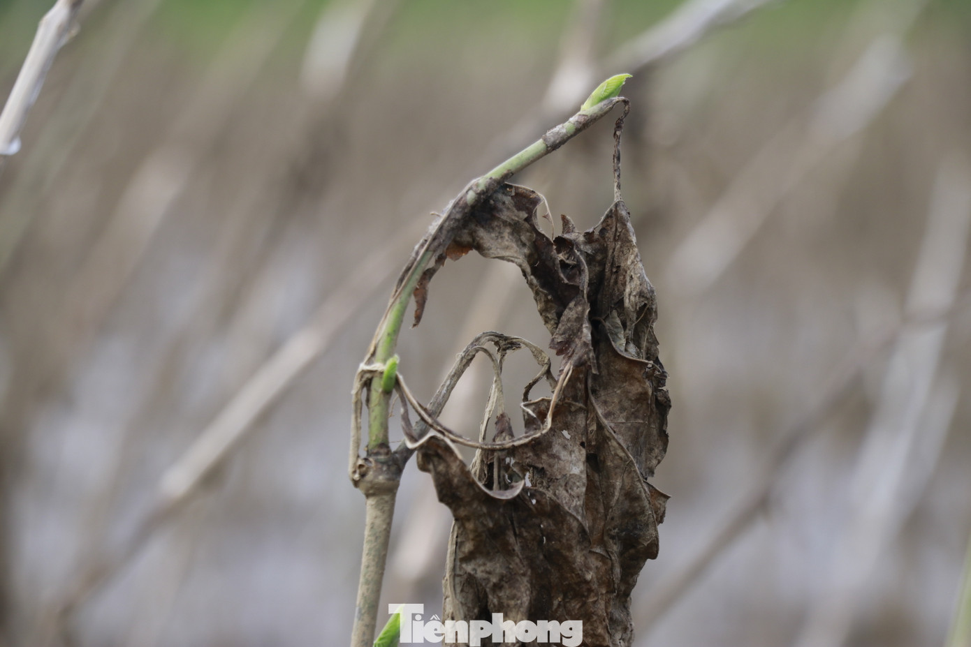 Lũ đã rút nhưng nhiều ruộng dâu ven sông vẫn phủ đầy bùn, cây dâu chết úng, héo rũ, lá vàng quạch bám đầy đất phù sa.