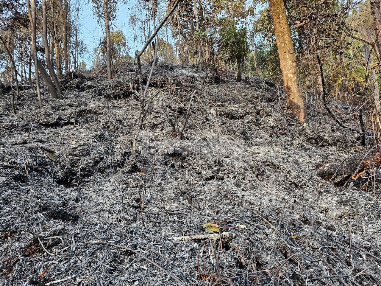 Nhiều vị trí xuất hiện lớp tro thực bì dày hàng mét.