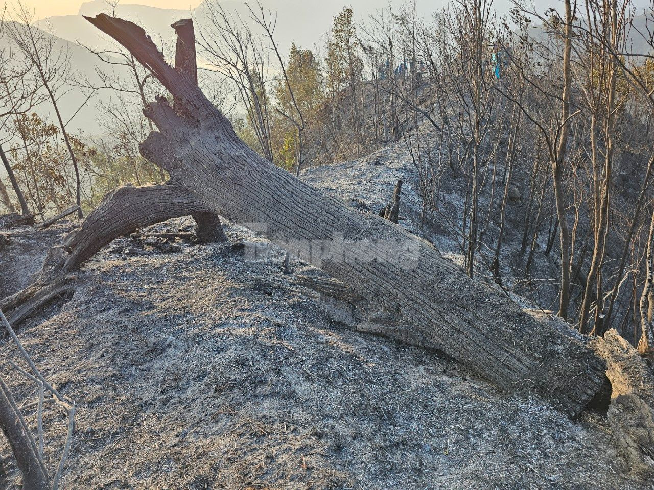 Tại điểm tập kết, lực lượng chức năng khẩn trương chia làm 3 mũi tiếp cận hiện trường.