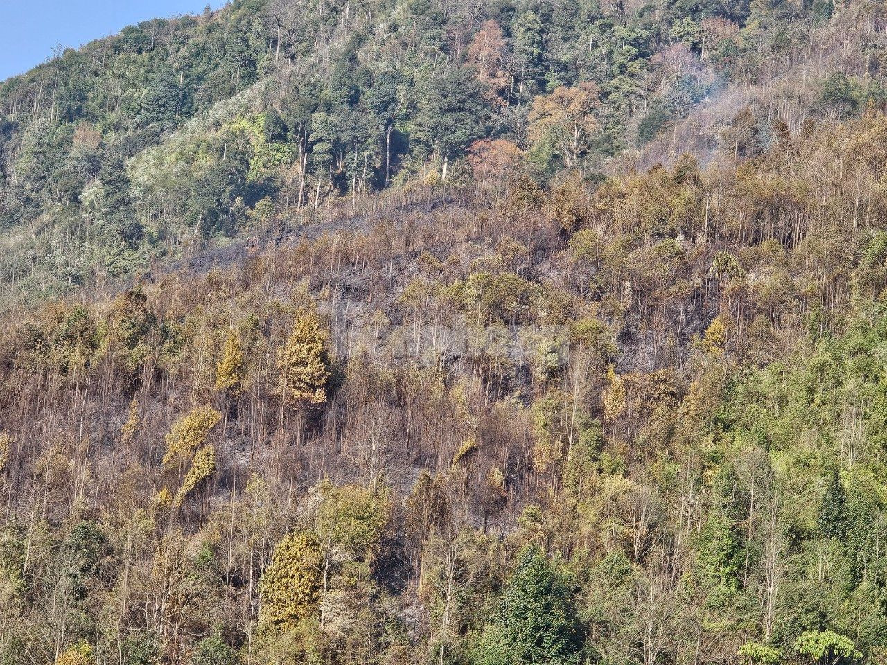 Cảnh hoang tàn sau vụ cháy ở Vườn Quốc gia Hoàng Liên ảnh 10