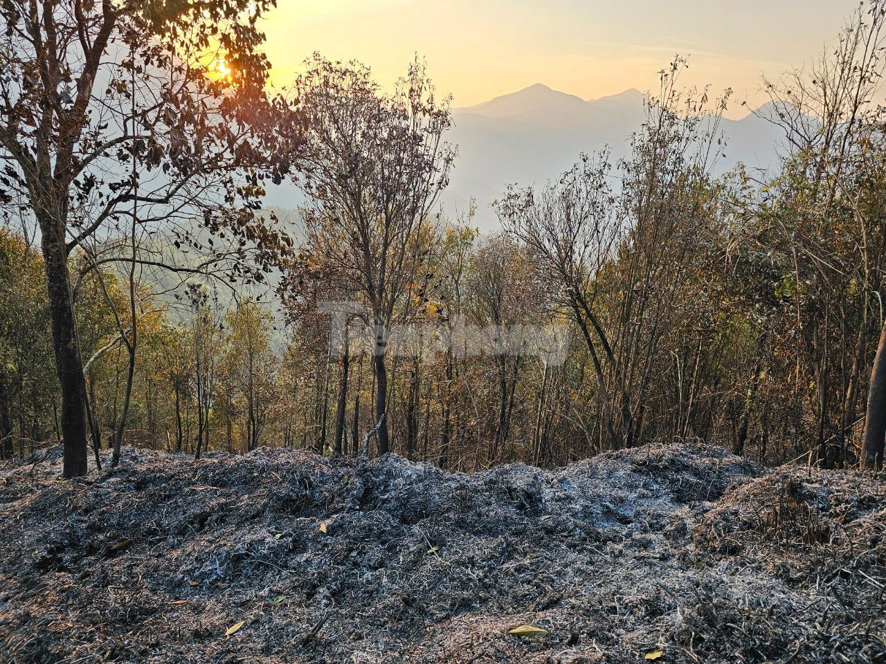 Tại hiện trường có dấu vết nhiều cây gỗ lớn bị chặt hạ.