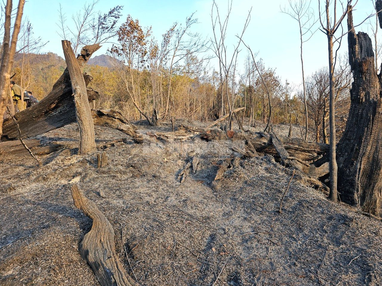 Trước đó, 3 điểm cháy rừng tại điểm cao từ 1.900 - 2.000 m đã cơ bản được khống chế. Theo thống kê đến 17h chiều 21/2, 30 ha rừng đã bị thiêu rụi hoàn toàn trong đợt cháy này chủ yếu là rừng nghèo phục hồi sau cháy năm 2012 và rừng trồng thay thế.